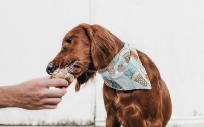 Promotional Products for Pets